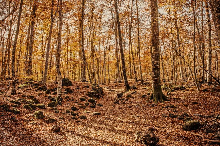 Ruta del Fuego. Exploración geológica Fageda d'en Jordà y Castellfollit de la Roca.
